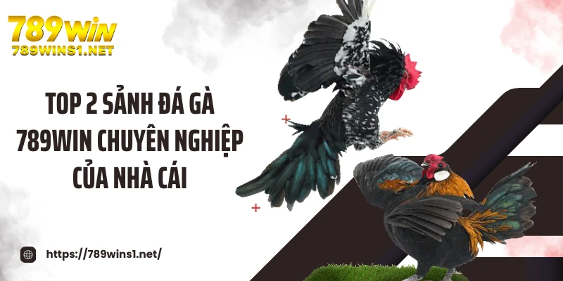 Top 2 sảnh đá gà 789WIN chuyên nghiệp của nhà cái